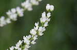 White sweetclover